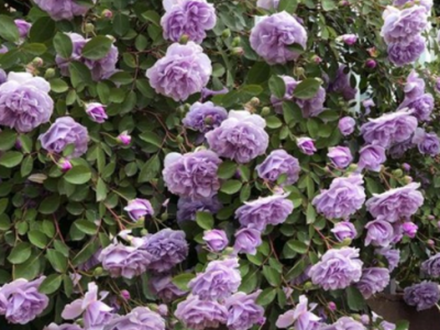 蓝色阴雨藤本月季花蔷薇花浓香型爬藤植物庭院四季花卉盆栽花卉图3