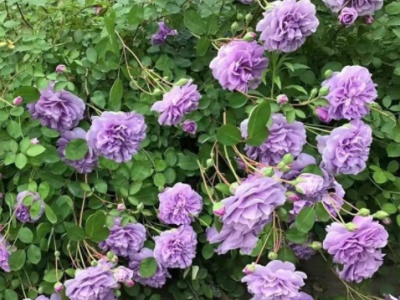 蓝色阴雨藤本月季花蔷薇花浓香型爬藤植物庭院四季花卉盆栽花卉图4