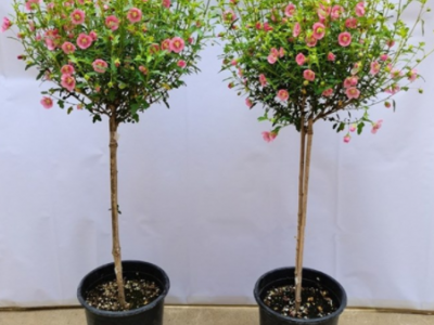 蓝色阴雨藤本月季花蔷薇花浓香型爬藤植物庭院四季花卉盆栽花卉图5