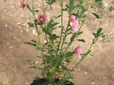 蓝色阴雨藤本月季花蔷薇花浓香型爬藤植物庭院四季花卉盆栽花卉图8