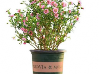 蓝色阴雨藤本月季花蔷薇花浓香型爬藤植物庭院四季花卉盆栽花卉图9