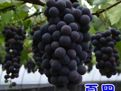 葡萄苗 夏黑葡萄树苗 南北方种植庭院盆栽地栽 巨峰葡萄树美人指图4