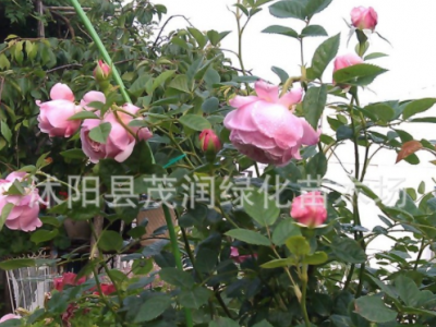 庭院绿化大花月季 奥斯汀藤本月季开花繁多 自由精神图2