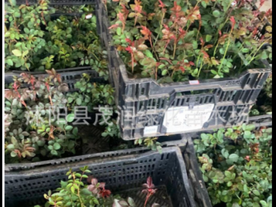 庭院绿化大花月季 奥斯汀藤本月季开花繁多 自由精神图4