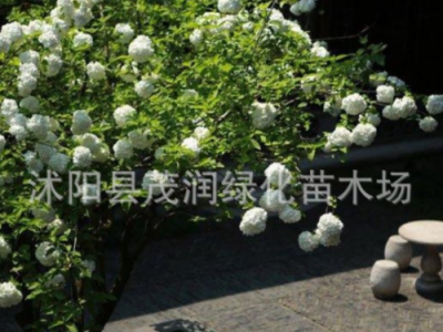 庭院观花绿植木本绣球树苗中华木绣球树苗八仙绣球花苗大花斗球图3