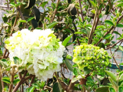 庭院观花绿植木本绣球树苗中华木绣球树苗八仙绣球花苗大花斗球图4