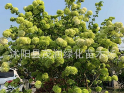 庭院观花绿植木本绣球树苗中华木绣球树苗八仙绣球花苗大花斗球图2