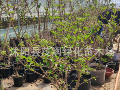 庭院观花绿植木本绣球树苗中华木绣球树苗八仙绣球花苗大花斗球图5