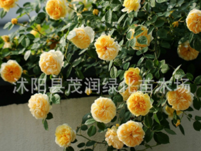 月季苗 安吉拉 大游行 龙沙宝石红苹果 瑞典女王 3年生盆栽棵图2