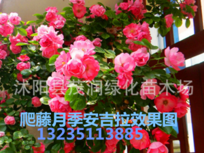 月季苗 安吉拉 大游行 龙沙宝石红苹果 瑞典女王 3年生盆栽棵图4