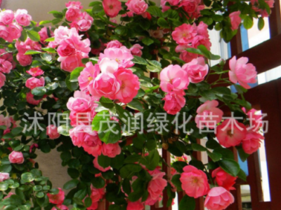 月季苗 安吉拉 大游行 龙沙宝石红苹果 瑞典女王 3年生盆栽棵图3