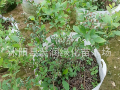 庭院地栽 室内盆栽果树苗 蓝莓苗 蓝莓树苗带土球包装，3年苗图3