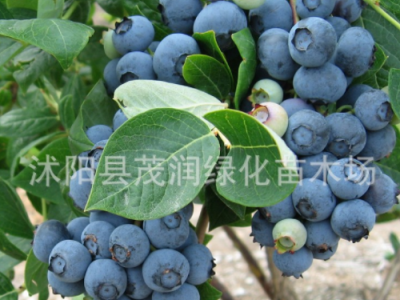 庭院地栽 室内盆栽果树苗 蓝莓苗 蓝莓树苗带土球包装，3年苗图2
