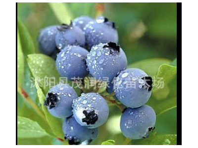庭院地栽 室内盆栽果树苗 蓝莓苗 蓝莓树苗带土球包装，3年苗图4
