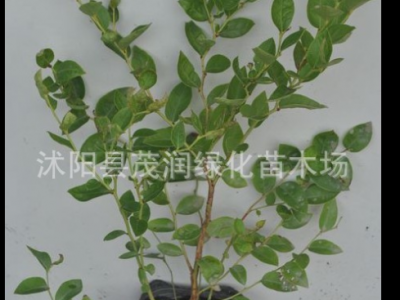 庭院地栽 室内盆栽果树苗 蓝莓苗 蓝莓树苗带土球包装，3年苗图5