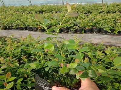 蓝莓苗批发 1-4年蓝莓苗兔眼薄雾绿宝石莱克西 品种多组培蓝莓苗图3