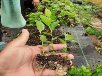 蓝莓苗批发 1-4年蓝莓苗兔眼薄雾绿宝石莱克西 品种多组培蓝莓苗图2