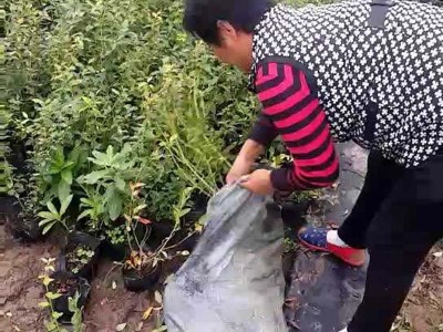 蓝莓苗批发 1-4年蓝莓苗兔眼薄雾绿宝石莱克西 品种多组培蓝莓苗图5
