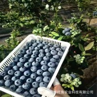 蓝莓苗批发 1-4年蓝莓苗兔眼薄雾绿宝石莱克西 品种多组培蓝莓苗