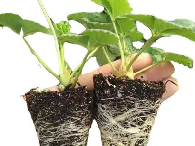 草莓苗批发 穴盘草莓苗易成活 提供种植技术新品种草莓苗淡雪图5