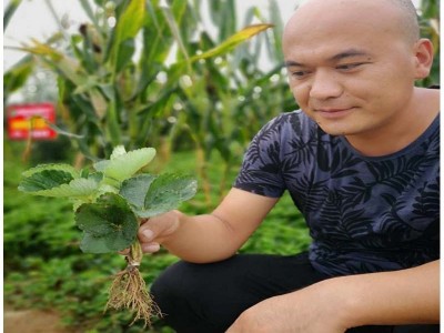 草莓苗批发 穴盘草莓苗易成活 提供种植技术新品种草莓苗淡雪图2