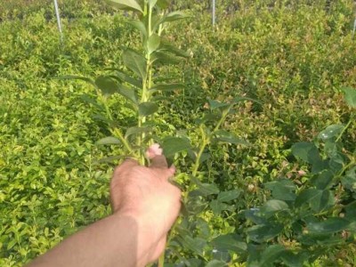 组培蓝莓苗 1-3年蓝莓苗 北高丛南高丛营养杯云雀蓝莓苗图2