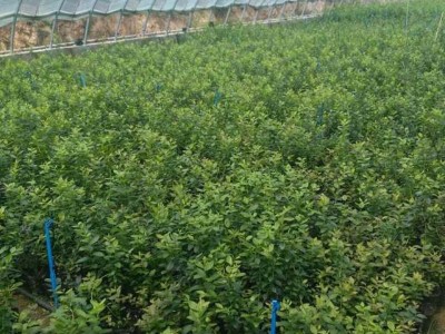 组培蓝莓苗 1-3年蓝莓苗 北高丛南高丛营养杯云雀蓝莓苗图4