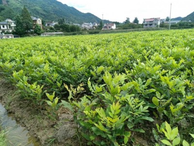 美国山核桃嫁接苗碧根果长寿果临安宝丰苗场果树图3