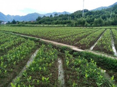 美国山核桃嫁接苗碧根果长寿果临安宝丰苗场果树图2