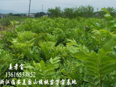 美国山核桃嫁接苗碧根果长寿果临安宝丰苗场果树图4