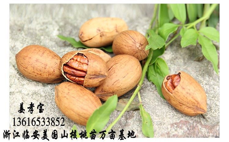 20_conew1