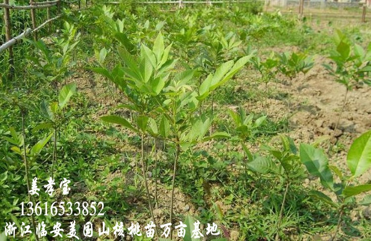 2_conew1