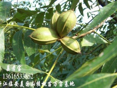 【2年实生苗】美国山核桃苗 长寿果碧根果手剥奶油椒盐宝丰苗场图2