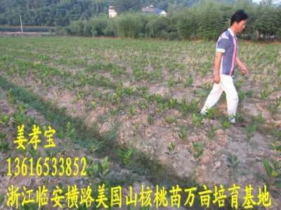 【2年实生苗】美国山核桃苗 长寿果碧根果手剥奶油椒盐宝丰苗场图4