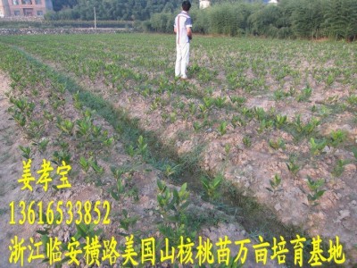 【2年实生苗】美国山核桃苗 长寿果碧根果手剥奶油椒盐宝丰苗场图5