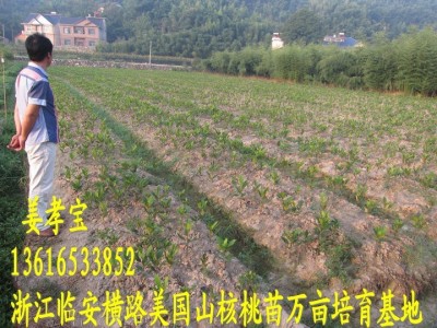 【2年实生苗】美国山核桃苗 杭州临安宝丰苗场碧根果长寿果苗木图2