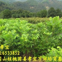 【2年实生苗】美国山核桃苗 杭州临安宝丰苗场碧根果长寿果苗木