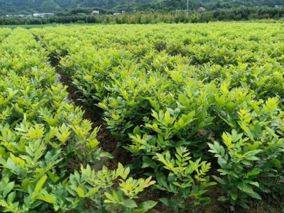 【2年实生苗】临安宝丰苗场 山核桃苗木 碧根果长寿果苗波尼马汉图5
