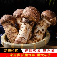 云南特产香格里拉新鲜松茸 不同等级多规格 厂家现货批发1斤装