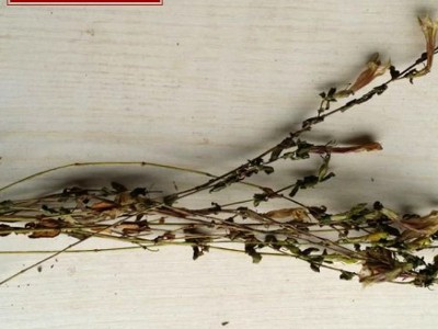厂家直销红花龙胆草 青鱼胆草图2