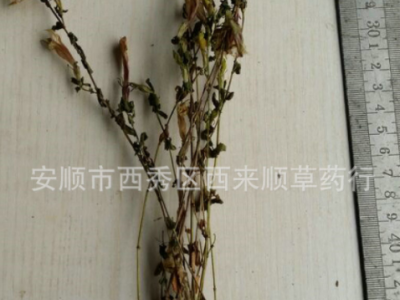 厂家直销红花龙胆草 青鱼胆草图3