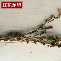 厂家直销红花龙胆草 青鱼胆草