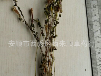 厂家直销红花龙胆草 青鱼胆草图5