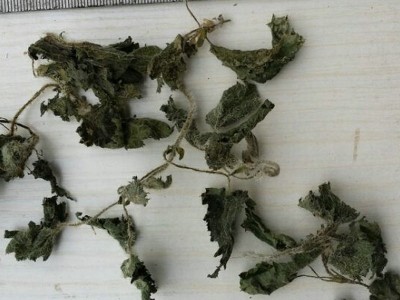 厂家直销荨麻叶 蝎子草 中药材图4
