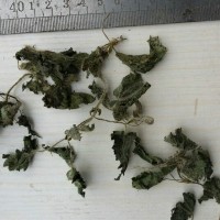 厂家直销荨麻叶 蝎子草 中药材