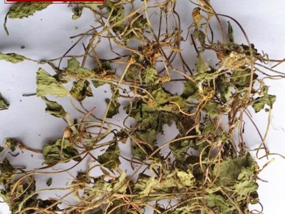 厂家直销积雪草 马蹄草 中药材 积雪草 产地直销图2