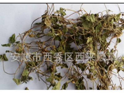 厂家直销积雪草 马蹄草 中药材 积雪草 产地直销图3