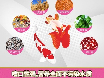 BX102寸金鱼粮16克盒装热带鱼饲料热带鱼食热带鱼粮 微小颗粒厂家图2
