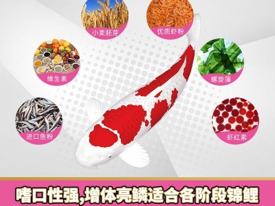 NO313寸金鱼粮500g红叶观赏鱼饲料金鱼饲料锦鲤饲料 锦鲤鱼粮图3