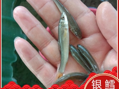【热销鱼苗】银鳕鱼苗 裸盖鱼苗 黑鲈鱼苗 黑鳕鱼苗批发 淡水养殖图2